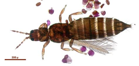 THRIPS under the microscope : r/Hydroponics