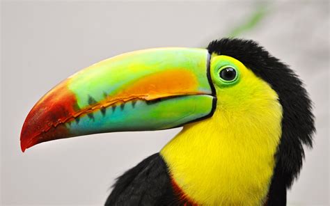 This Toucan Was Mesmerized by a Traffic Camera - And Didn't Even Know He Was Being Filmed ...