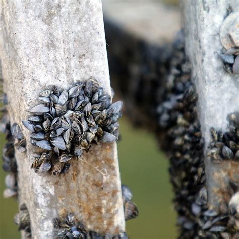 Zebra mussels disrupt ecosystems in Europe and North America