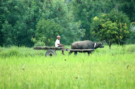 Mixed Farming Ka Hindi - Farm House