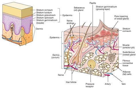 The Integumentary System (Structure and Function) (Nursing) Part 1