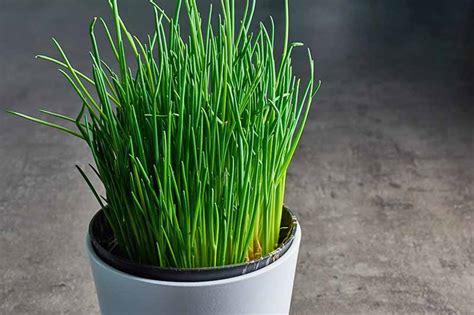 How to Grow Chives in Containers | Gardener’s Path