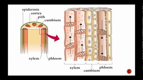 Plant Structure: Including Xylem and Phloem - YouTube