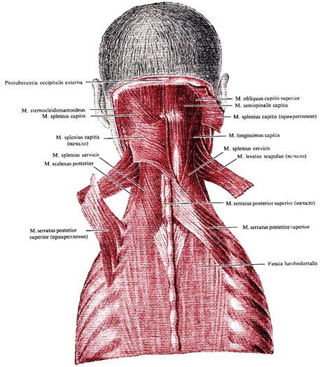 serratus posterior superior