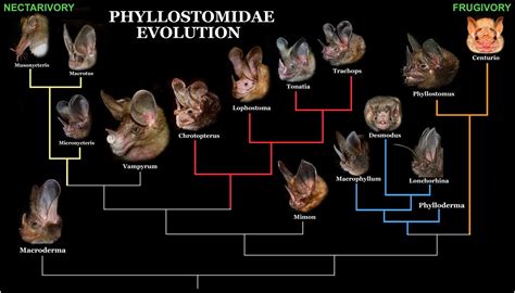 Phyllostomidae Evolution II | Megachiroptera, Evolution, Chiroptera