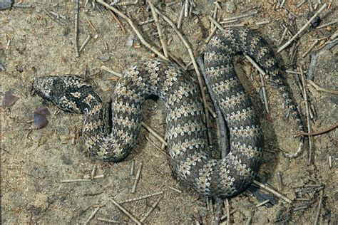 Snakes of South-East Queensland | Environment | Department of ...