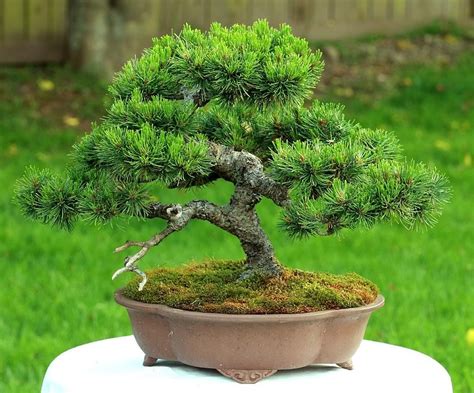 me is a german male born in 1976. i like bonsai. | Pine bonsai, Bonsai ...