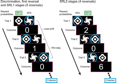 Serial-reversal learning task. For each trial participants are ...