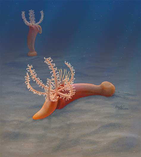 Early Cambrian fossil discovery gives new und | EurekAlert!