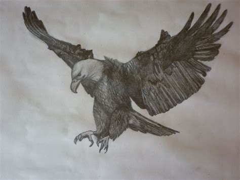 Drawing Of An Eagle Flying - Draw Stunning Portraits