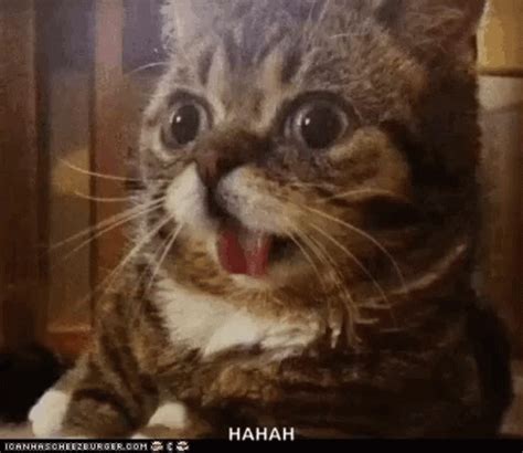 Shocked Surprised GIF - Shocked Surprised Cat - Discover & Share GIFs