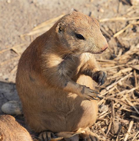 [Animal] Mexican prairie dog (Cynomys mexicanus) • /r/NoSillySuffix ...