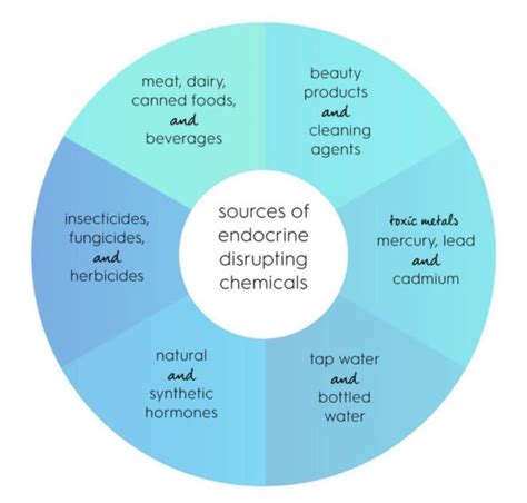 Different Sources of Endocrine Disruptors | Endocrine disruptors, Endocrine, Canned food