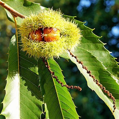 Sweet Chestnut Tree with FREE Planting Kit