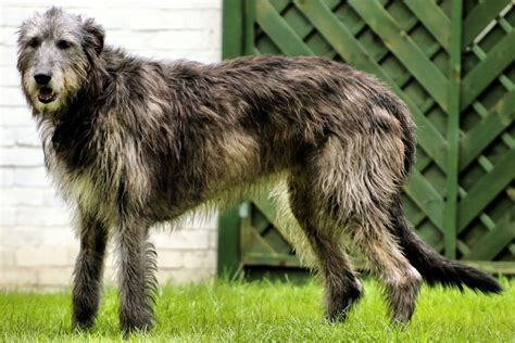 Irish Wolfhound Breed Info at Jenifer Stuart blog