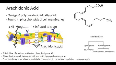 Arachidonic Acid Metabolic Pathways - YouTube