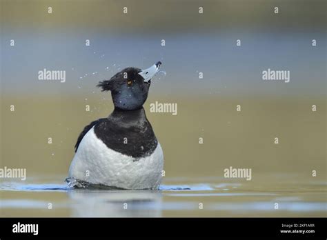 swimming Tufted Duck Stock Photo - Alamy