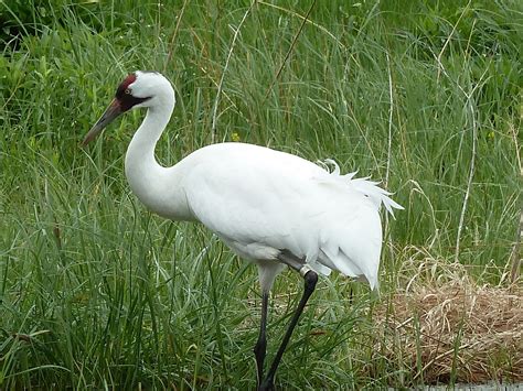 Whooping Crane Wallpapers - Wallpaper Cave