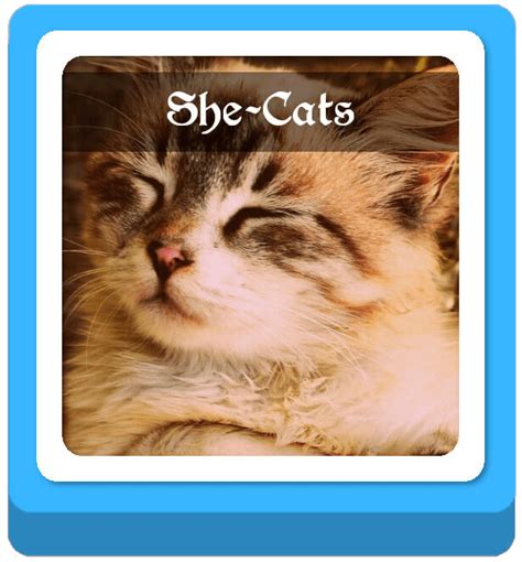 Warrior Cats Name Generator | Imagine Forest