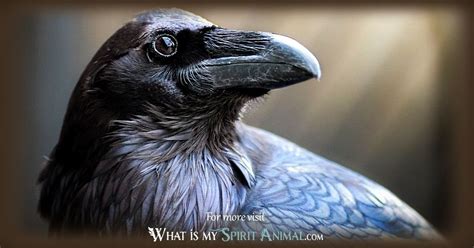 Raven Symbolism & Meaning | Raven Spirit, Totem, & Power Animal