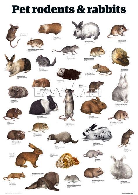 Pet rodents & rabbits Art Print by Guardian Wallchart Easyart.com | Pet ...