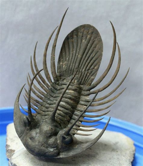 Kolihapeltis Trilobite | Trilobite fossil, Trilobite, Ancient animals