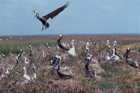 Free picture: brown, pelican, nesting, colony