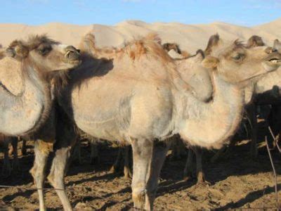 Bactrian Camel Animal Facts | Camelus Bactrianus | AZ Animals