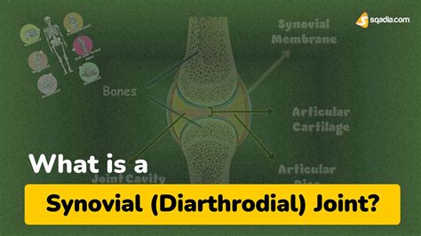 What is a Synovial (Diarthrodial) Joint?