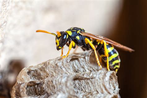 Helpful Info on How to Identify Wasp Nests at Your Memphis Home