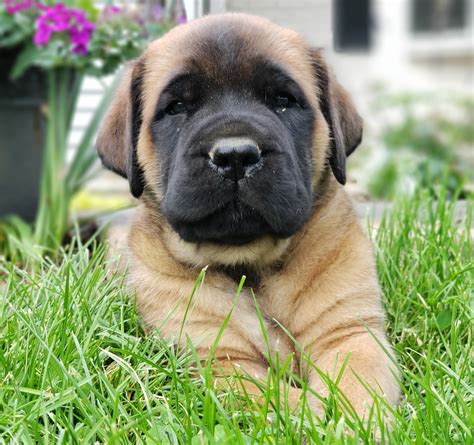 English Mastiff Puppies For Sale | Newmanstown, PA #276839