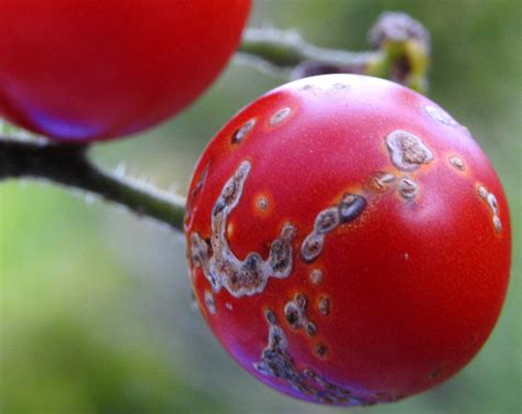 Bacterial canker of Tomato | Vegetable Pathology – Long Island Horticultural Research ...