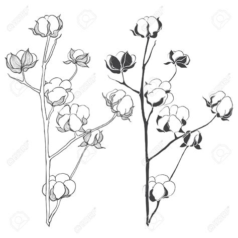 Cotton Plant Drawing at GetDrawings | Free download