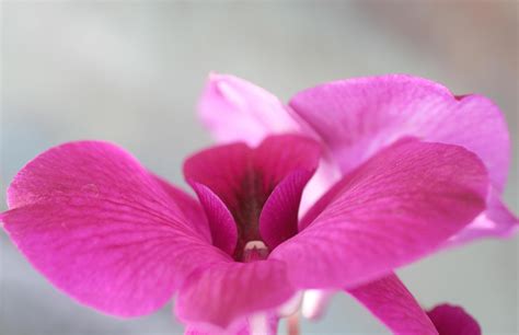 Pink orchid flower 8660030 Stock Photo at Vecteezy