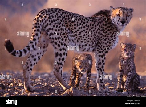 Cheetah mother and cubs Namibia Stock Photo - Alamy