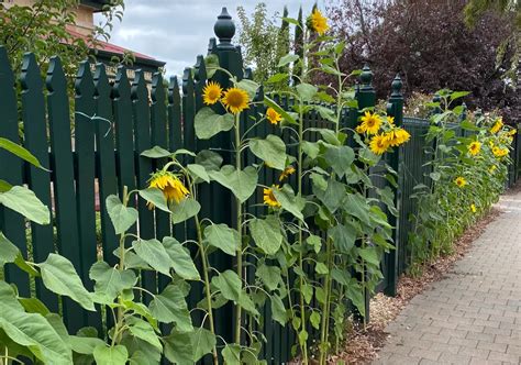 9 Secrets for Growing Giant Sunflowers