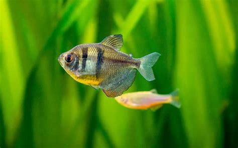 20 Black Skirt Tetra Tank Mates (With Pictures) - AquariumNexus