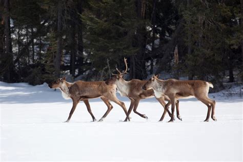 Species of Conservation Concern: Boreal Woodland Caribou - Pimachiowin Aki