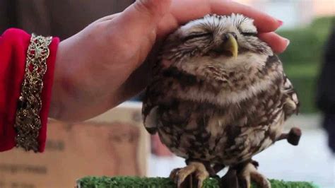 Lovely Owl, a classic and cute video | The Kid Should See This