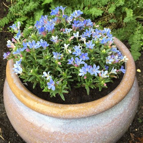 Lithodora diffusa, Lithodora in GardenTags plant encyclopedia