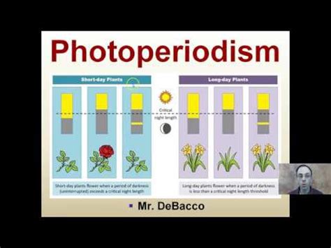 Photoperiodism - YouTube