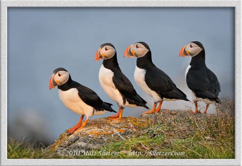 Puffins "on the rock" :) Puffin Island, Cape Bonavista, Newfoundland | Sea birds, Newfoundland ...