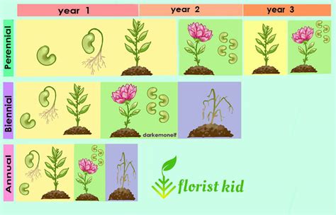 Annual vs. Perennial vs. Biennial Plants: What Are The Differences?