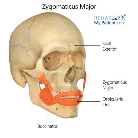 Zygomaticus Major | Rehab My Patient