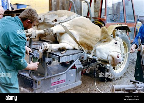 Cow hoof trimming hi-res stock photography and images - Alamy