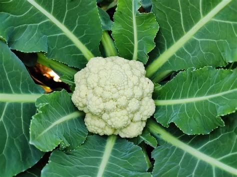 7 Cauliflower Growing Stages From Seed To Harvest