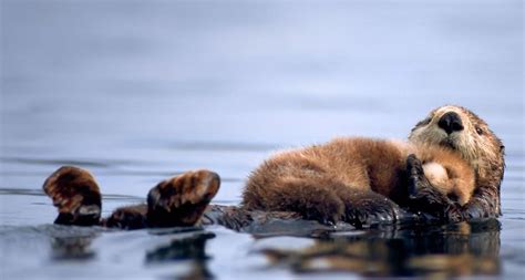 A female sea otter floats with a newborn pup resting on her chest in Prince William Sound ...