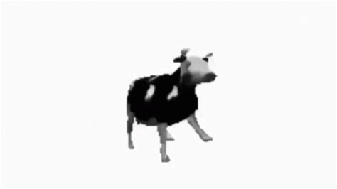 Polish Cow GIF - PolishCow - Discover & Share GIFs | Weird gif, Black and white gif, Gif