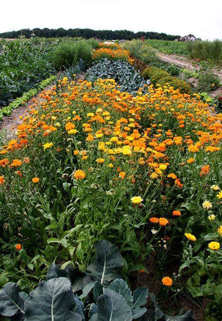 How to grow calendula flowers: sowing, growing, and saving seed ...