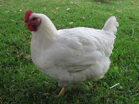 Cornish Cross - Meat Birds | Page 5 | BackYard Chickens - Learn How to ...